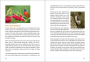 Birding For Beginners Midwest sample pages
