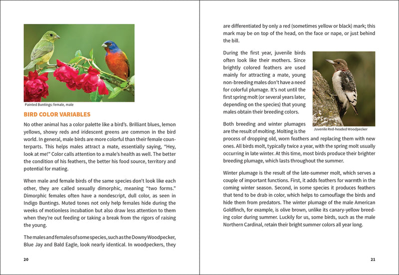 Birding For Beginners Midwest sample pages