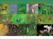 Web Watching - sample pages