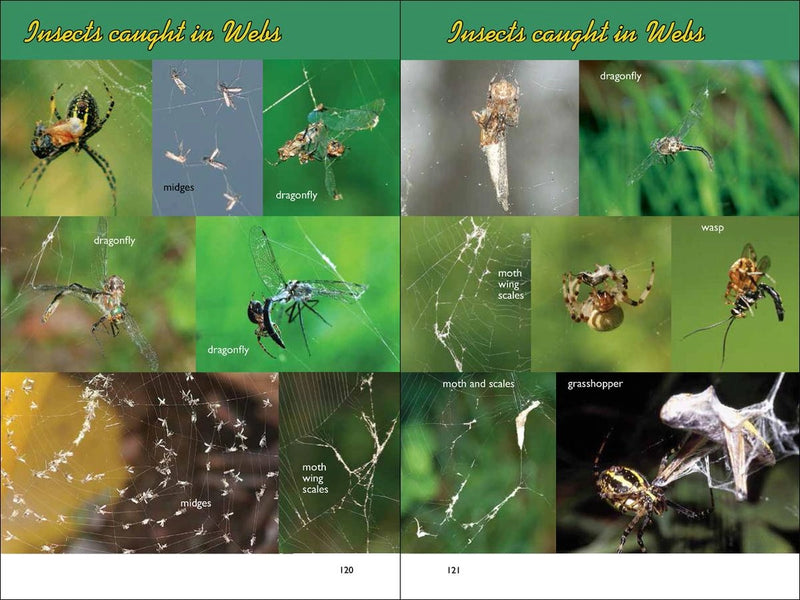 Web Watching - sample pages