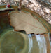 Hanging Bird Bath -Swamp White Oak Leaf Bowl - leaf details