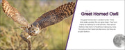 Great Horned Owl in flight with educational text on a blurred natural background