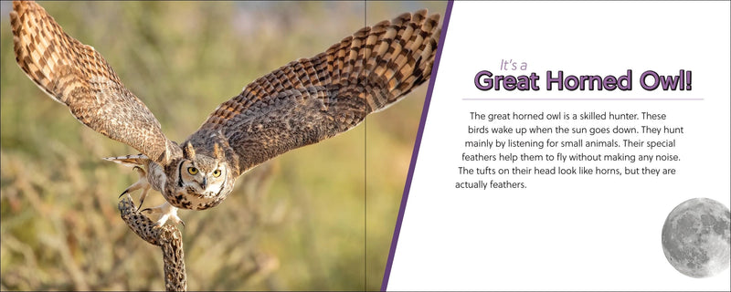 Great Horned Owl in flight with educational text on a blurred natural background