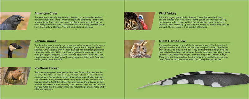 Educational card about North American animals with images and text on a green background