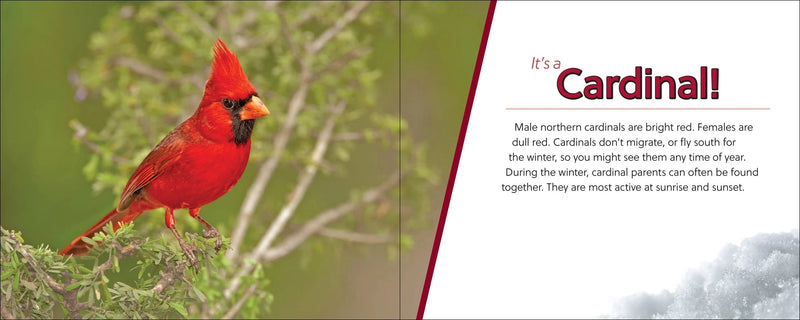 Red cardinal bird on a branch with text about cardinals