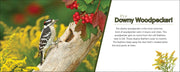 Downy woodpecker on a branch with red berries and green leaves, educational text about the bird.
