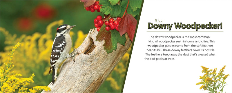 Downy woodpecker on a branch with red berries and green leaves, educational text about the bird.