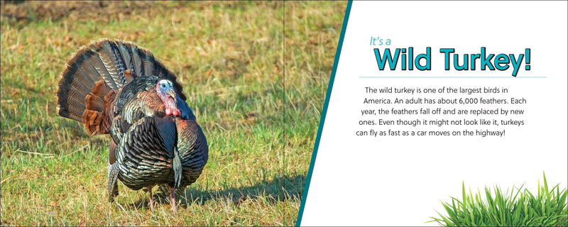Wild turkey in a grassy field with educational text about turkeys.