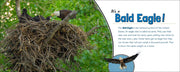 Bald eagle in a nest with text about bald eagles on a white background