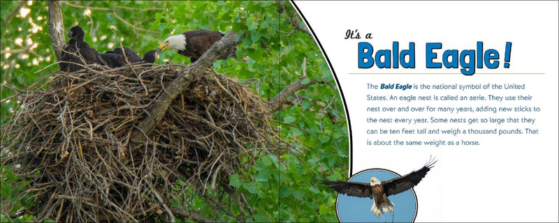 Bald eagle in a nest with text about bald eagles on a white background