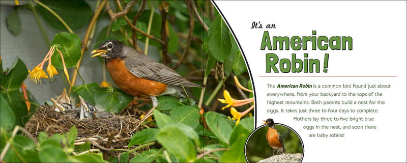 American Robin with chicks in a nest surrounded by greenery