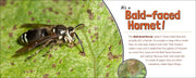 Bald-faced hornet on a leaf with educational text about the insect.
