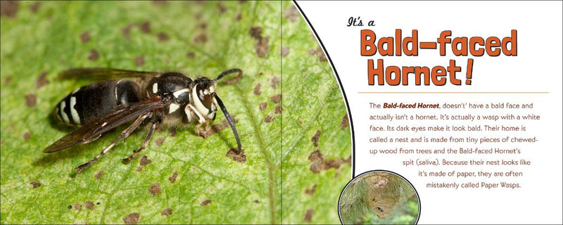 Bald-faced hornet on a leaf with educational text about the insect.