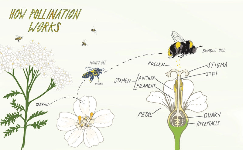 illustrations on how pollination works