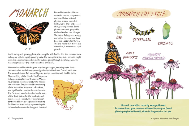 Text and illustrations on monarch butterflies and their life cycle