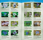 Flower identification guide with images and names of various blue flowers