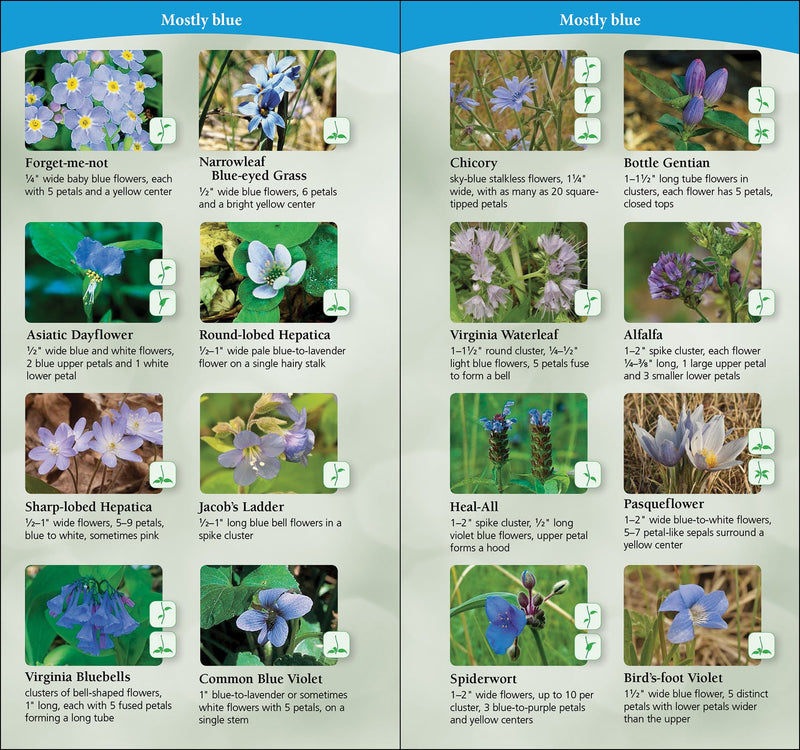 Flower identification guide with images and names of various blue flowers