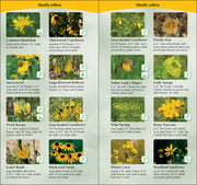 Chart of yellow-flowered plants with images and descriptions