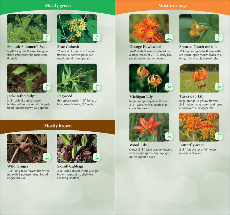Floral identification chart with images and descriptions of various plants.