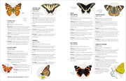 butterfly identification with photos