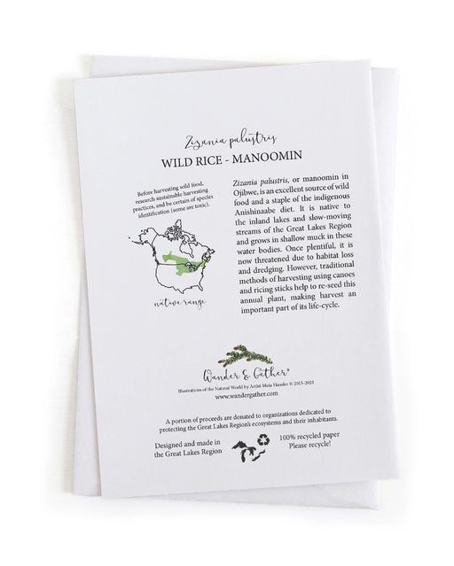 Educational back of card about wild rice with text and graphics on a white background