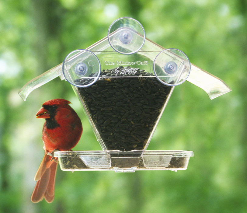 Window Café Hopper in use by cardinal