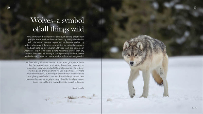 Wolves, Coyotes & Foxes - sample pages