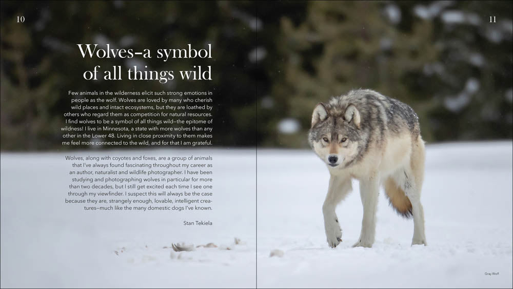 Wolves, Coyotes & Foxes - sample pages