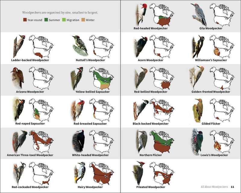 Chart of various woodpecker species with illustrations and labels on a white background