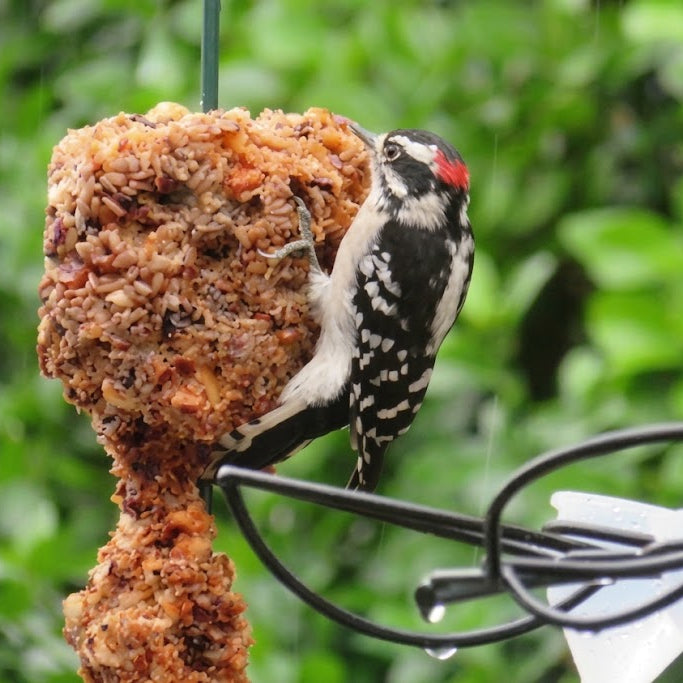 Mr. Bird Flaming Hot Feast Seed Cylinder - Small 