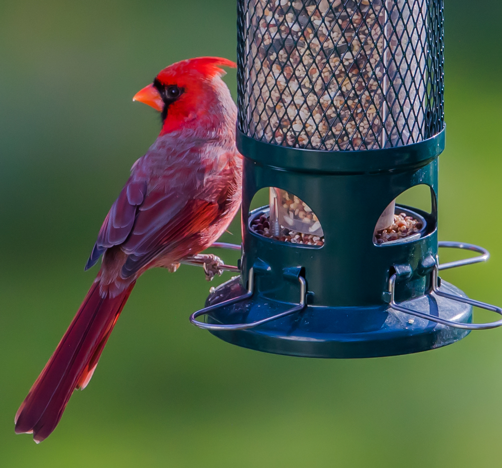 Brome Squirrel Buster Standard Bird Feeder