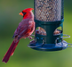 Cardinal on squirrel buster bird feeder
