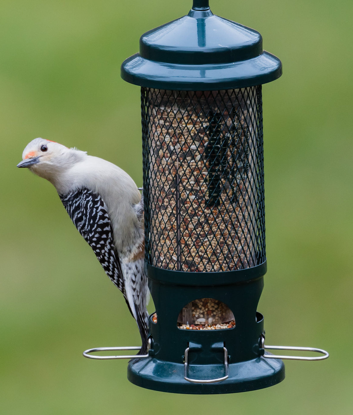 Squirrel Buster Standard Bird Feeder — Nature Niche