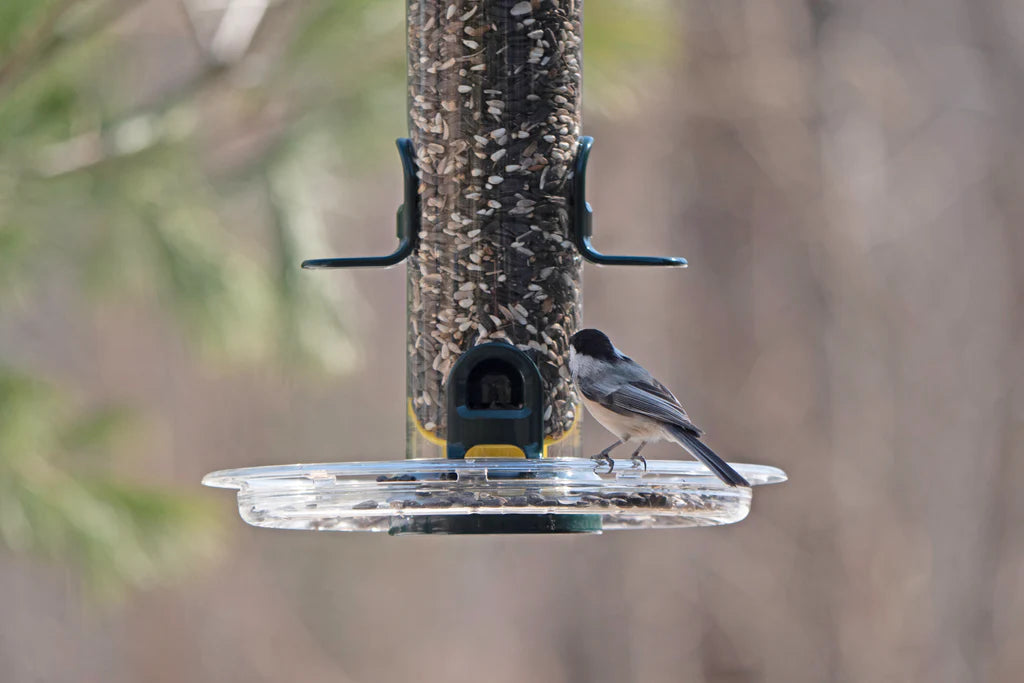 Tube Solution Seed Tray attached to Tube Solution 150 feeder full of seed with a black-capped chickadee
