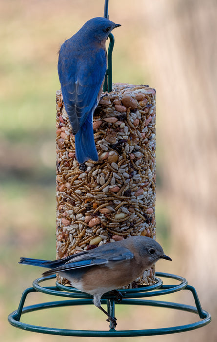 Mr. Bird's Bugs, Nuts, & Fruit Small Cylinder with bluebirds