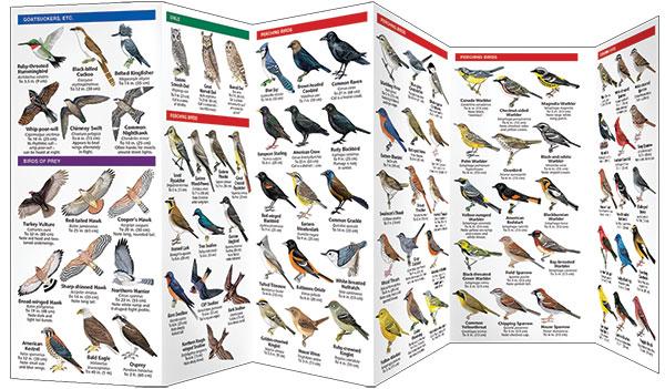 Guide book for Michigan birds