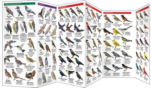 Guide to Great Lakes birds