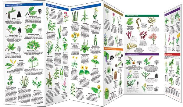 Edible plants field guide