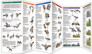 Sandhill crane guide book