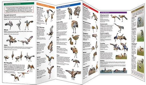 Sandhill crane guide book