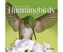 Our Love of Hummingbird