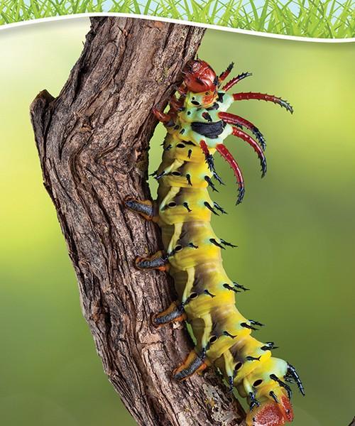 Insects & Bugs of North America