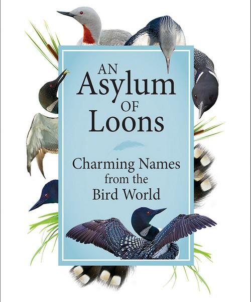 An Asylum Of Loons