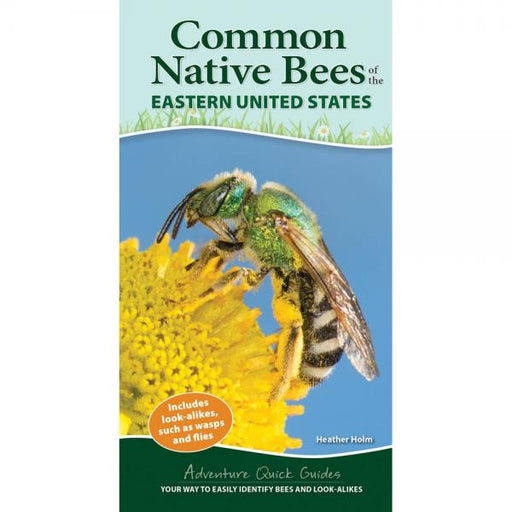 Common Native Bees of Eastern United States
