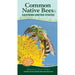 Common Native Bees of Eastern United States
