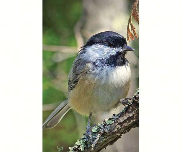 Chickadee Blank Journal