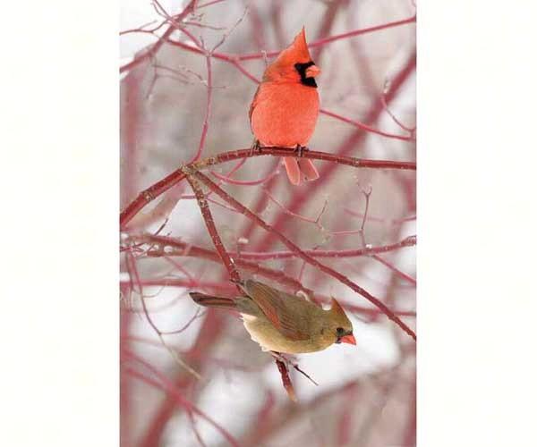 Cardinal Blank Journal