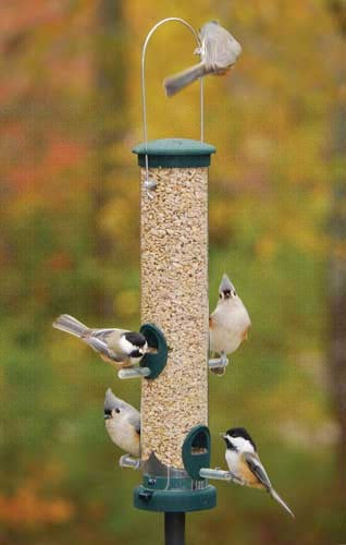 Quick-Clean Seed feeder - Medium - spruce