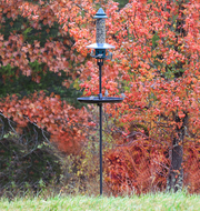 Squirrel Buster Plus Pole Adapter Kit on pole