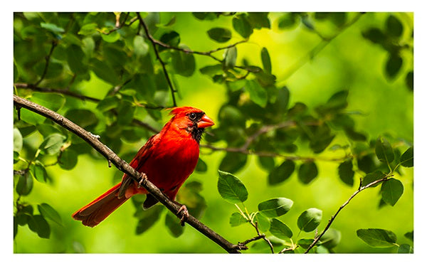 Cardinal in a Juneberry Tree Greeting Card